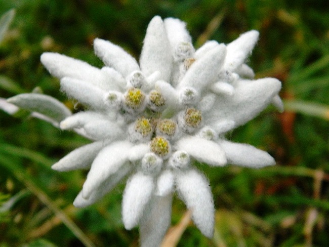 The Edelweiss In Romania Was Declared A Monument Of Nature In