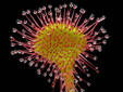 Drosera rotundifolia
