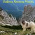 Romanian Mioritic Shepherd
