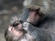 Zoo Targu Mures