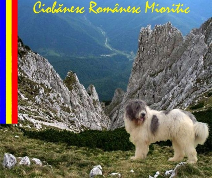 Il Cane da Pastore Romeno Mioritic