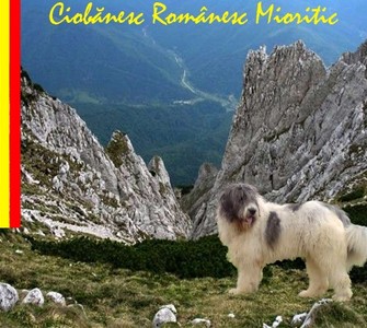 Romanian Mioritic Shepherd