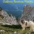 Il Cane da Pastore Romeno Mioritic
