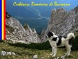 Il Cane da Pastore Romeno di BUcovina