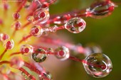 Drosera rotundifolia