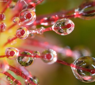 Drosera rotundifolia