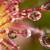 Drosera rotundifolia