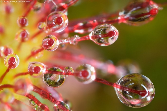 Drosera rotundifolia