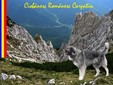 Il Cane da Pastore Romeno Carpatino