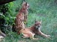 Zoo Targu Mures