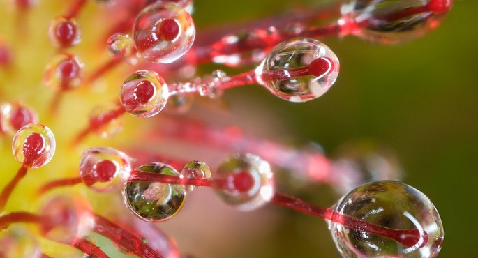 Drosera rotundifolia