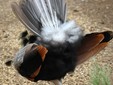 Zoo Targu Mures