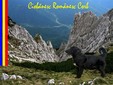 Il Cane da Pastore Romeno COrvo