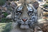 Zoo Targu Mures