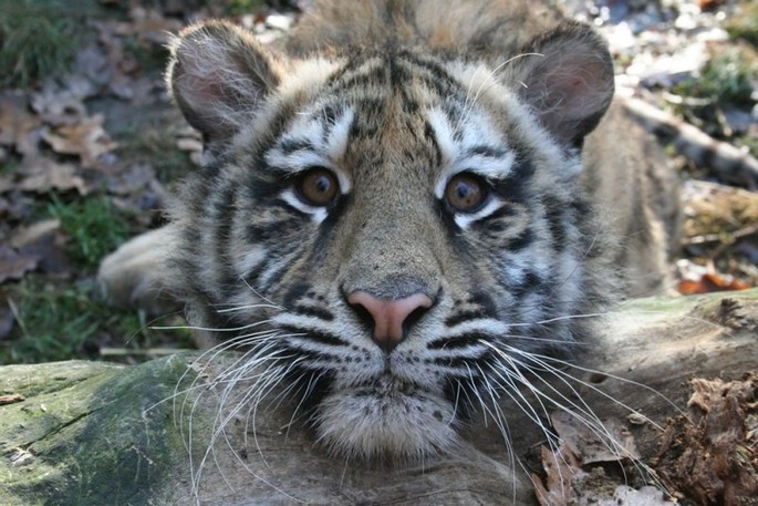 Zoo Targu Mures
