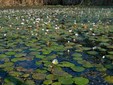 Il Parco Naturale Văcăreşti, Bucarest