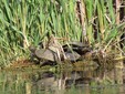 Parcul Natural Văcărești, București