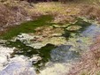 Lo Stagno delle Streghe - foresta Boldu