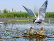 Il Parco Naturale Văcăreşti, Bucarest