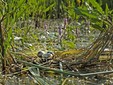 Il Parco Naturale Văcăreşti, Bucarest