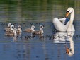 Il Parco Naturale Văcăreşti, Bucarest