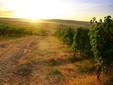 Oprișor Winery