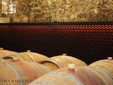 La cantina vinicola Basilescu - il vigneto Dealu Mare