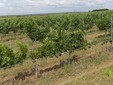 Teodor Wine Cellar - Transylvania