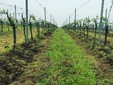 Le cantine Aramic - il vigneto di Buzias-Silagiu