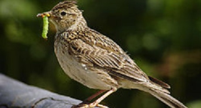 The skylark