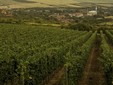 Crastelec Wine Cellar - Şimleul Silvaniei Vineyard