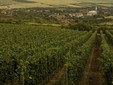 La cantina dei vini Crastelec - vigneto Şimleul Silvaniei