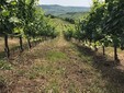 La cantina di Lechburg, Transilvania