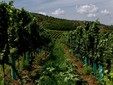 La cantina vinicola Domaine Hellburg