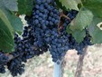Liliac Wine, the taste of the eternal Transylvania