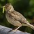 The skylark