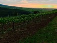 Gorgandin Wine Cellar, Transylvania