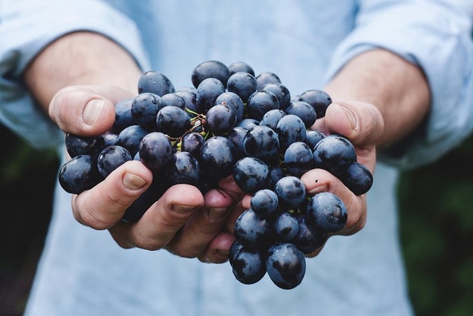 Wine circuit in Banat