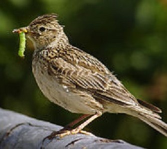 The skylark