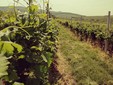 Le cantine Miniș, vigneto