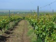 Le cantine Aramic - il vigneto di Buzias-Silagiu