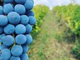 Le cantine Aramic - il vigneto di Buzias-Silagiu