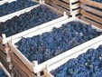 MaxiMarc winery