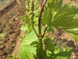 The Wine Princess from Miniş - Măderat Vineyard