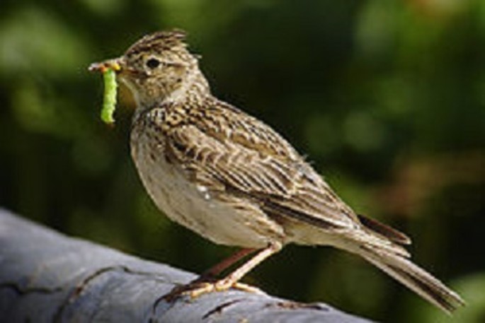 L'allodola