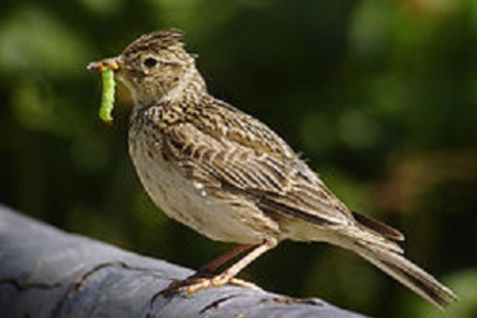 The skylark