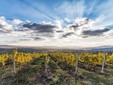 La cantina di vini Jelna - Transilvania