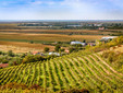 La cantina Daiconi del vigneto Minis