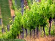 Dobra Wine Cellar, Transilvania