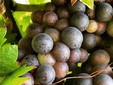 Le cantine Aramic - il vigneto di Buzias-Silagiu